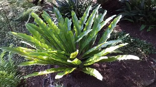 Asplenium nidus (папоротник птичьего гнезда)