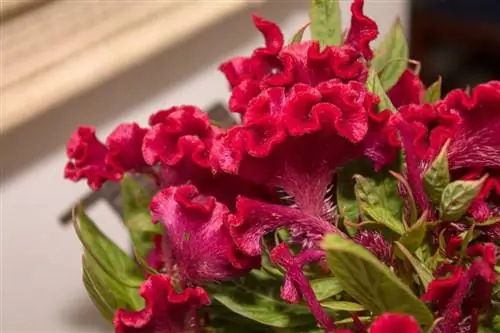 Петушиный гребешок - однолетнее травянистое растение