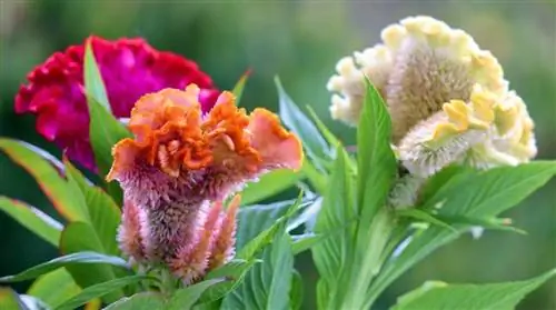 Петушиный гребешок (Celosia argentea var cristata)