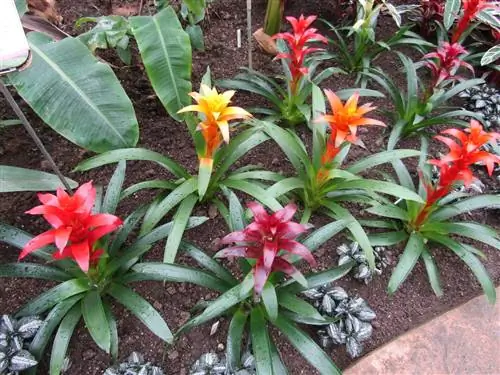 Guzmania lingulata - тропическое растение.