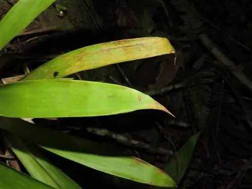 Листья Guzmania lingulata