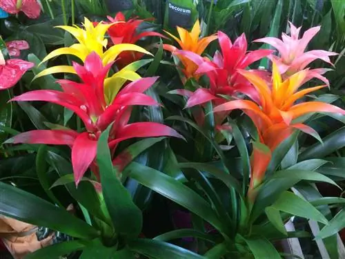 Алая звезда (Guzmania lingulata)