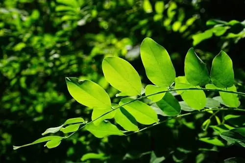 Хлорофилл - зеленый пигмент растений.