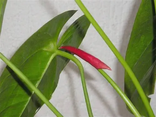 Фламинго - тропическое растение