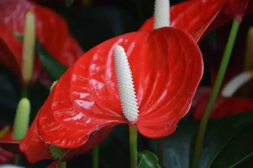 Антуриум андреанум