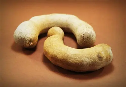 Плоды тамаринда съедобны