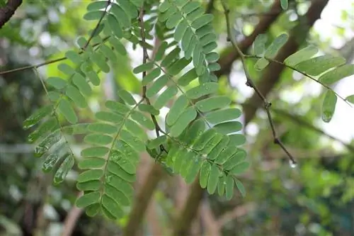 Листья тамаринда зеленые.