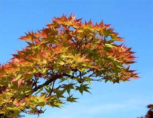 Acer palmatum Shigitatsu-sawa