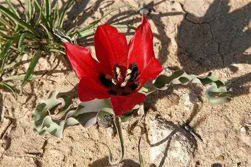 Есть много видов тюльпанов