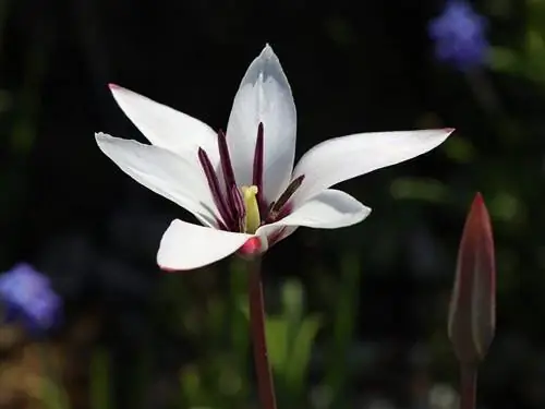 Тюльпан цветет весной