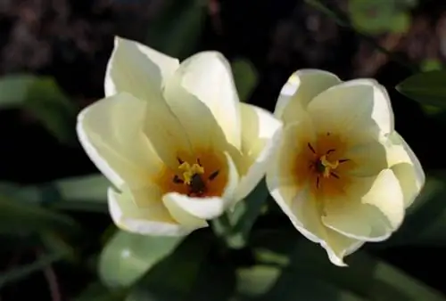 У тюльпана фостериана белые цветки.