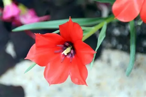 Тюльпан луковичный