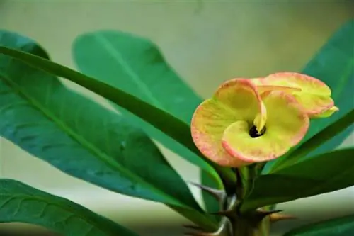 Молочай нуждается в солнце