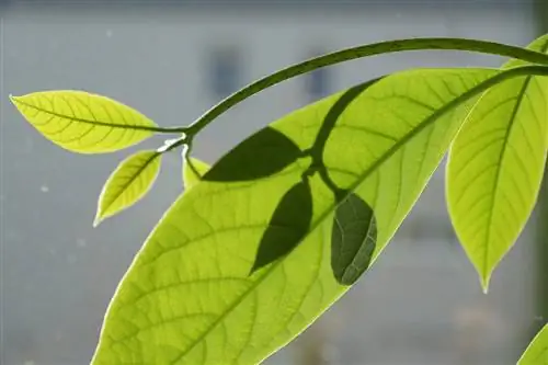 Клетки растений имеют свои собственные структуры и компоненты.