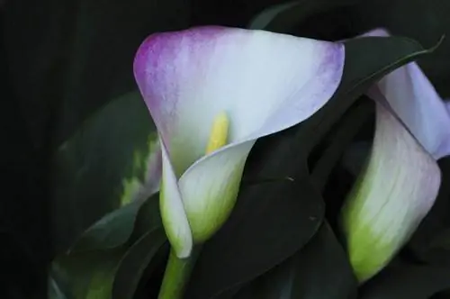 Цветные каллы растут на свету