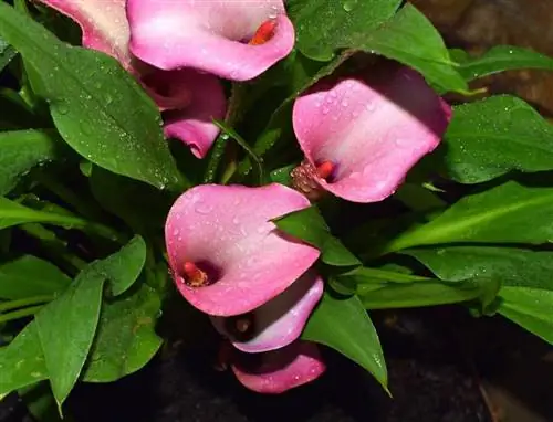 Цветные каллы устойчивы к морозу