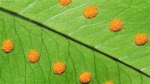 папоротники и бесполое размножение