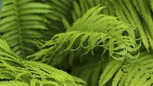 Споры: все, что вам нужно знать