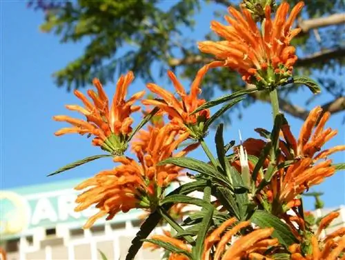 цветы дикой марихуаны или Leonotis leonurus