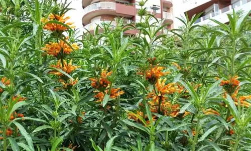 Львиный хвост (Leonotis leonurus)