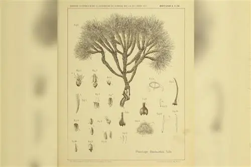 Используя ботаническую иллюстрацию, мы можем выделить и подчеркнуть различные важные элементы.