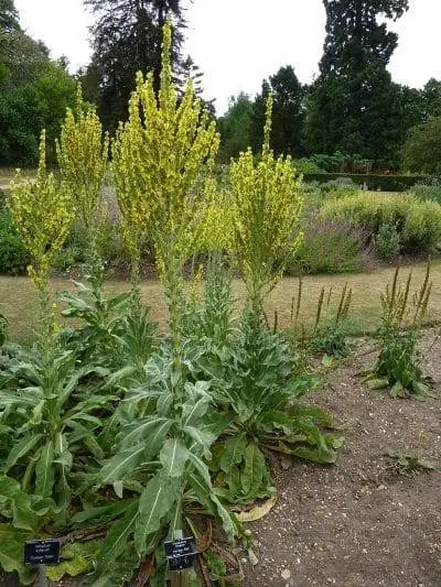 Вербаско - двулетнее растение.