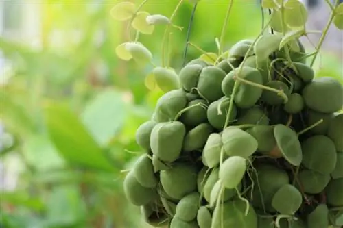 Дискидия нуммулярия