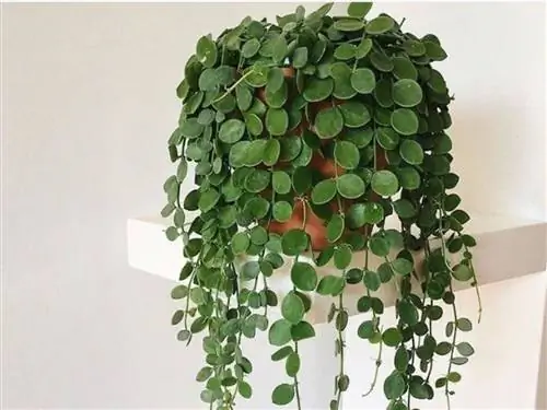 Характеристики Dischidia nummularia