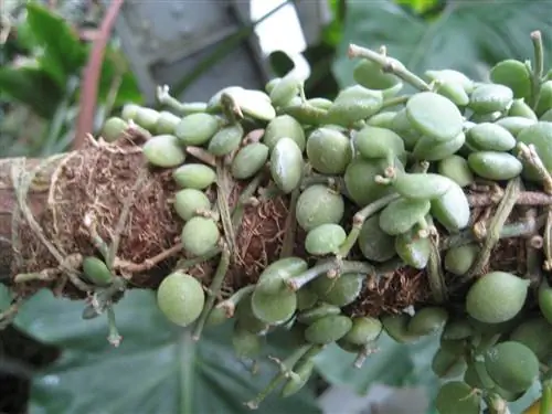 Курьезы Dischidia nummularia