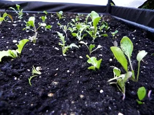 Что нужно, чтобы вырастить растение