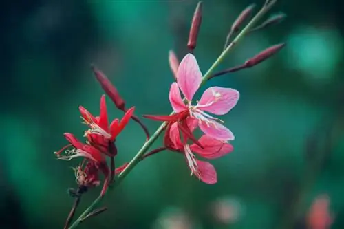 Характеристики Dictamnus hispanicus