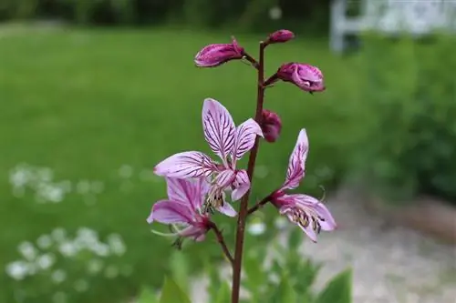 Уход за диктамнусом испанским