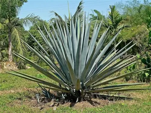 Голубая агава (Agave tequilana)