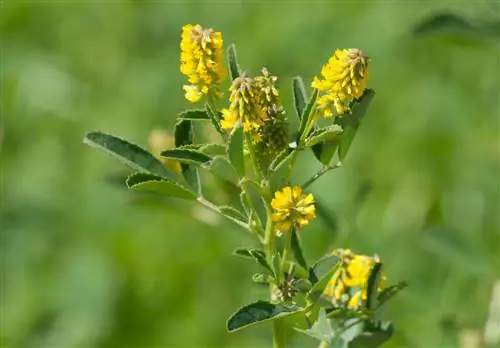 Донник индикус