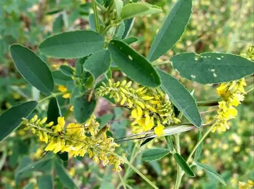 Использование Melilotus indicus