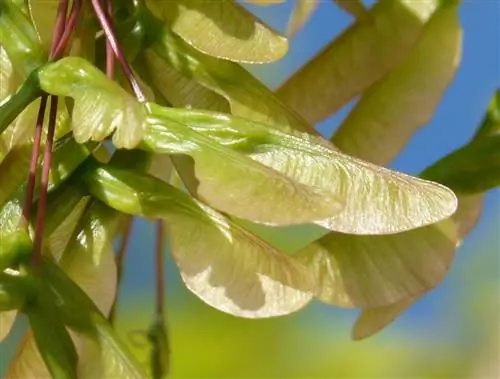 Семена Acer negundo высевают под зиму.