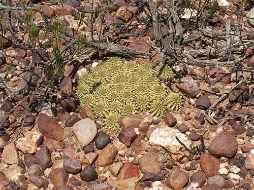 Уход за молочаем сюзанным