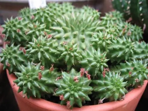 Уход за молочаем сюзанным