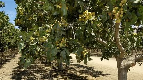 фисташковый