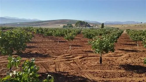 характерное выращивание фисташек