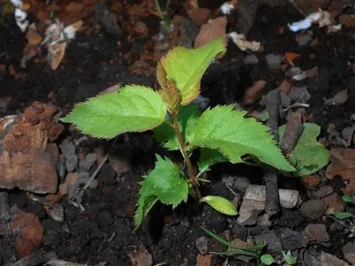Слива размножается семенами