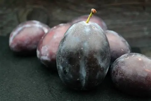 Сливы едят сырыми или обезвоженными.