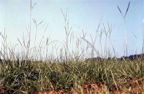 характеристики paspalum notatum