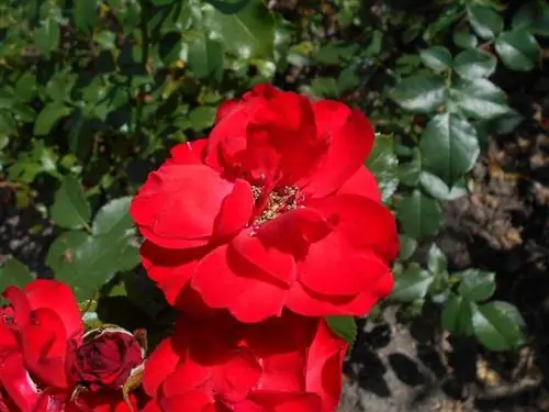 Севильский розовый куст имеет красные цветы.