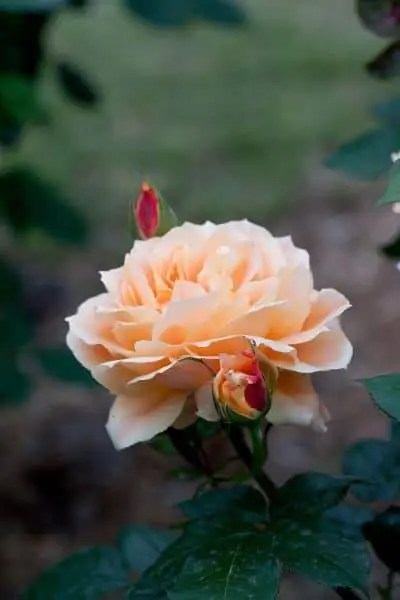 Кусты роз выращивают в горшках или в грунте