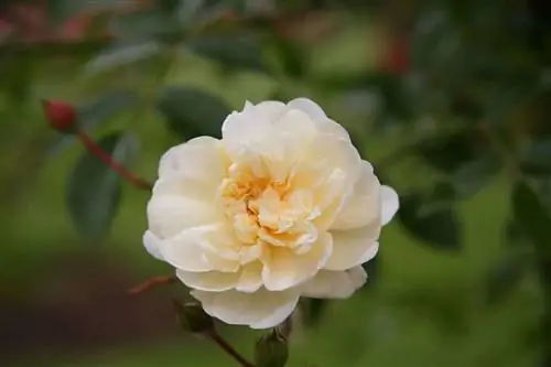 В мире много красивых роз