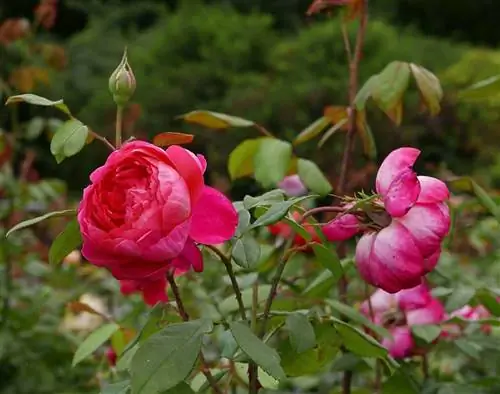 Разместите кусты роз снаружи