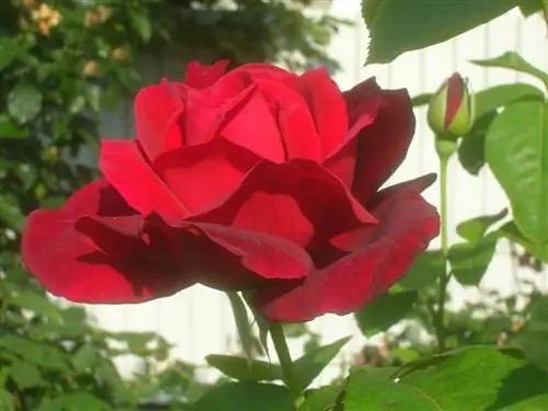 Кусты роз колючие кусты