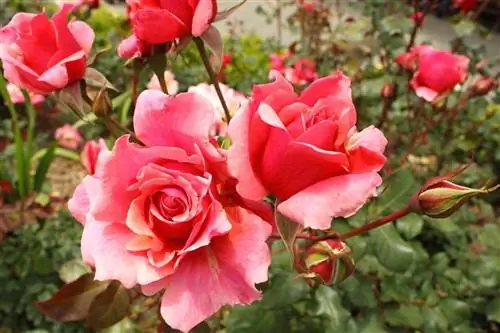 Роза Дуэт - сорт