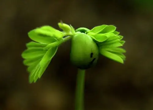 Тамаринд - быстрорастущее дерево.